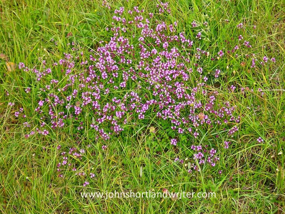 Wild thyme copyright