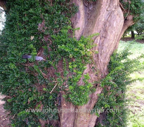 Yew (2) watermark
