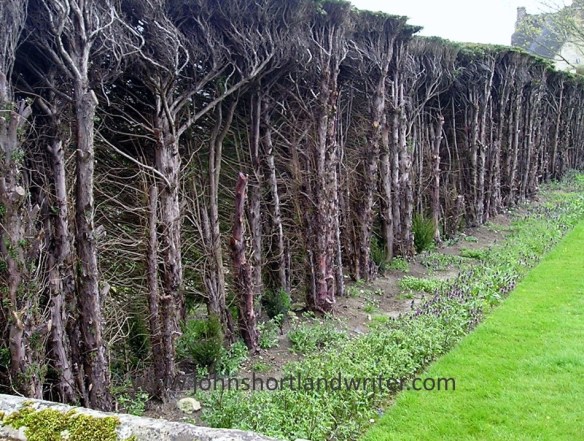 Yew Hedge Regeneration watermark